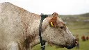 UK_Photo_Farmer with cows_Rob Wainwright_Ireland_Calf_Family_40 1 (2).webp