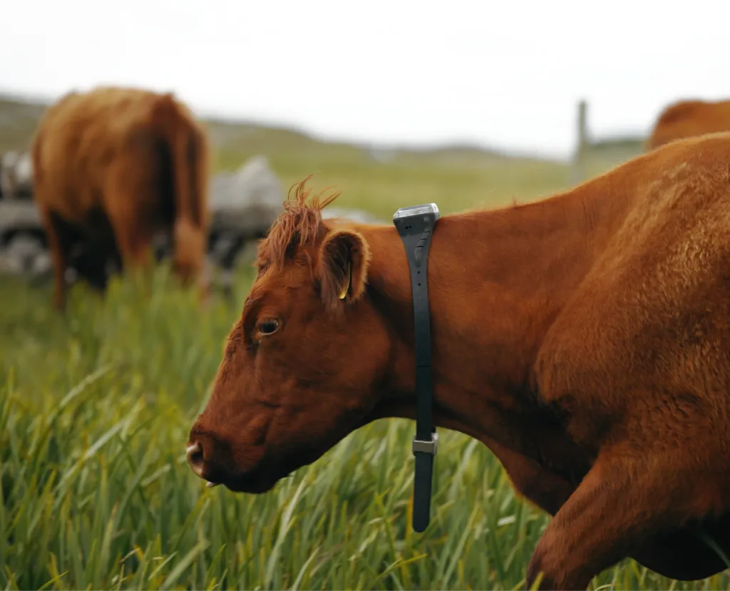 UK_Photo_Farmer with cows_Rob Wainwright_Ireland_Calf_Family_38 1 (1).webp