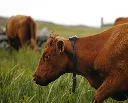 UK_Photo_Farmer with cows_Rob Wainwright_Ireland_Calf_Family_38 1 (1).webp