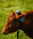 Monil Cattle Collar