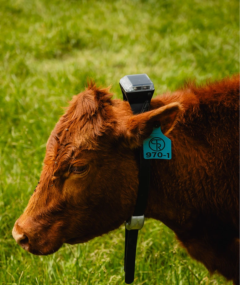 Monil Cattle Collar